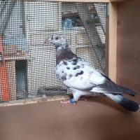 Jeunes pigeons couleur mosaïque #6