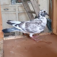 Jeunes pigeons couleur mosaïque #7