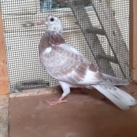 Jeunes pigeons couleur mosaïque #8