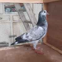 Jeunes pigeons couleur mosaïque #9