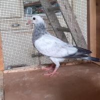 Jeunes pigeons couleur mosaïque