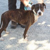 Chien eden à l adoption