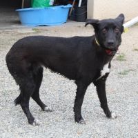 Chien cali à l adoption