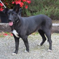 Chien cali à l adoption