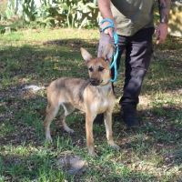 Chien adn à l adoption