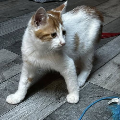 Chat alloween à l adoption