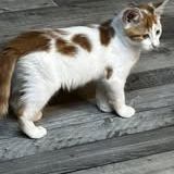 Chat alloween à l adoption #5