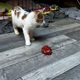 Chat alloween à l adoption #2