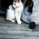 Chat alloween à l adoption #3