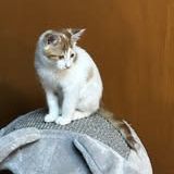 Chat alloween à l adoption #4