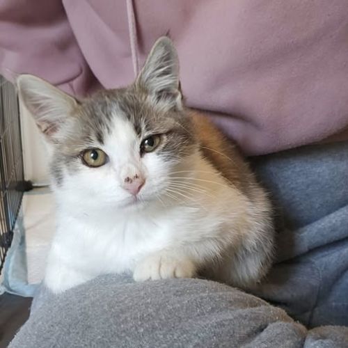 Chat lyra à l adoption