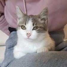 Chat lyra à l adoption #3