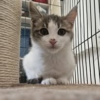 Chat lyra à l adoption #4