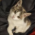 Chat lyra à l adoption #2