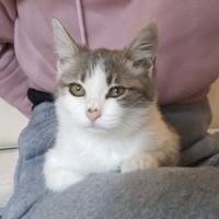 Chat lyra à l adoption #3