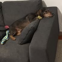 Chien marley à l adoption #4