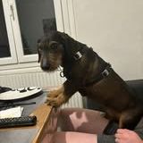 Chien marley à l adoption #6