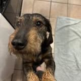 Chien marley à l adoption #7