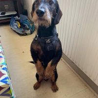 Chien marley à l adoption