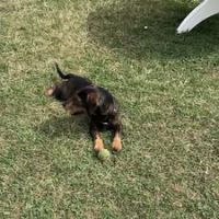 Chien marley à l adoption #2