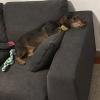 Chien marley à l adoption #4