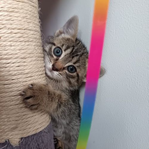 Chat bourbon à la réservation