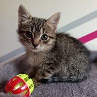 Chat bourbon à la réservation #3