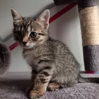 Chat bourbon à la réservation #4