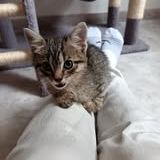 Chat bourbon à la réservation #6