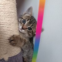 Chat bourbon à la réservation #0