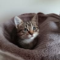 Chat bourbon à la réservation #2