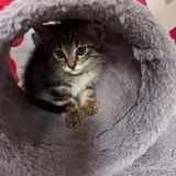 Chat bourbon à la réservation #5