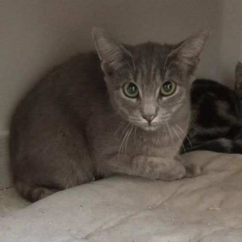 Chat moon à l adoption