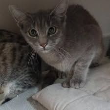 Chat moon à l adoption #2