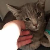 Chat moon à l adoption #3