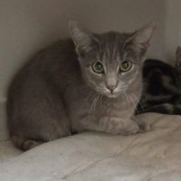 Chat moon à l adoption #0