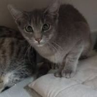 Chat moon à l adoption #2