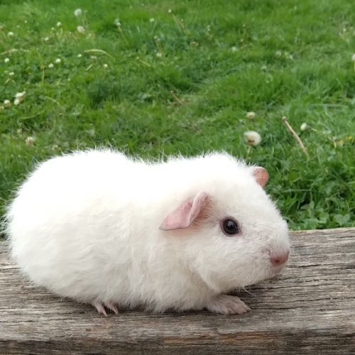 Cochon d'inde rex #1