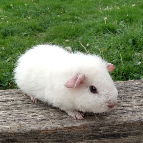 Cochon d'inde rex #3