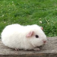 Cochon d'inde rex #1