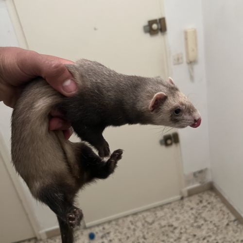 Furets mâles et femelles #2