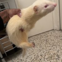 Furets mâles et femelles