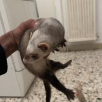 Furets mâles et femelles #3