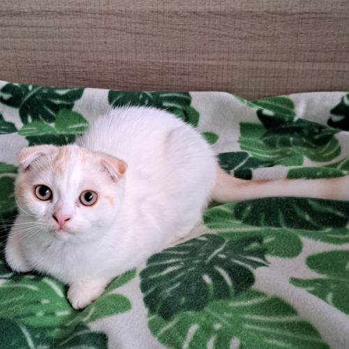 Adorable chaton scottish fold