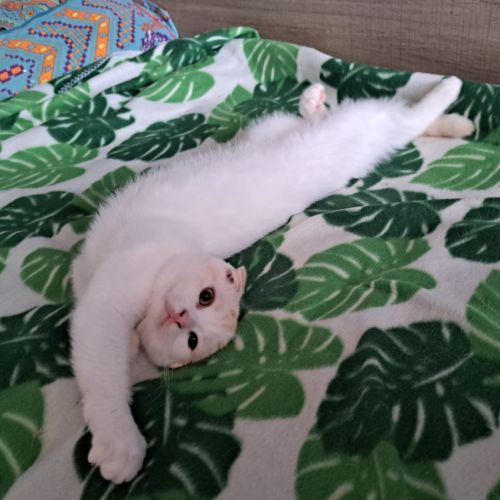 Adorable chaton scottish fold #2