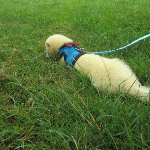 Jeune furet croisé angora #1