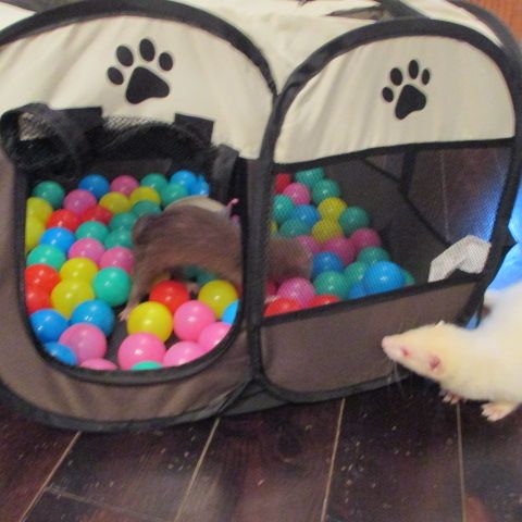 Jeune furet croisé angora #7