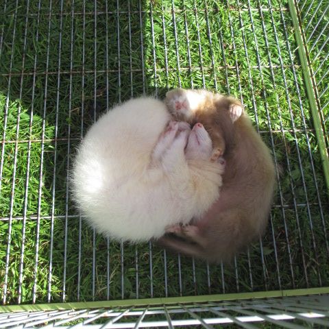 Jeune furet croisé angora #8