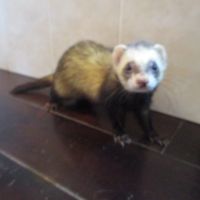 Jeune furet croisé angora