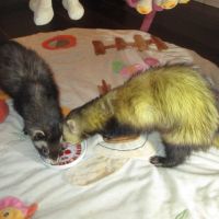 Jeune furet croisé angora #3